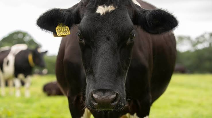 Scotland Confirms Isolated Mad Cow Disease Case, Rules Out Food Safety Risk