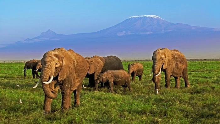 Wild Elephants