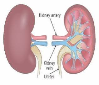 Silent Killer: Nigeria's Kidney Disease Crisis Explained
