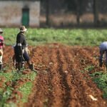 Vegetable farmers harvesting crops in Ojo Local Government Area of Lagos
