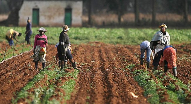 Vegetable farmers harvesting crops in Ojo Local Government Area of Lagos