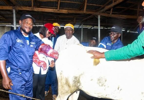 Kwara officials launch a cattle artificial insemination programme in Ilorin
