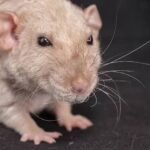 Semaglutide Extended Mice Lifespan by 12%