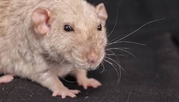Semaglutide Extended Mice Lifespan by 12%