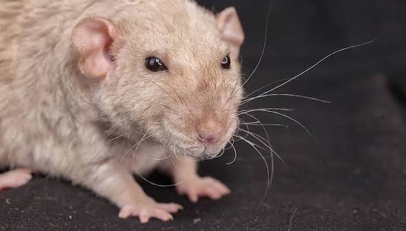 Semaglutide Extended Mice Lifespan by 12%