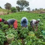 Farmers display agricultural produce and equipment during a World Food Day event in Ogun State.