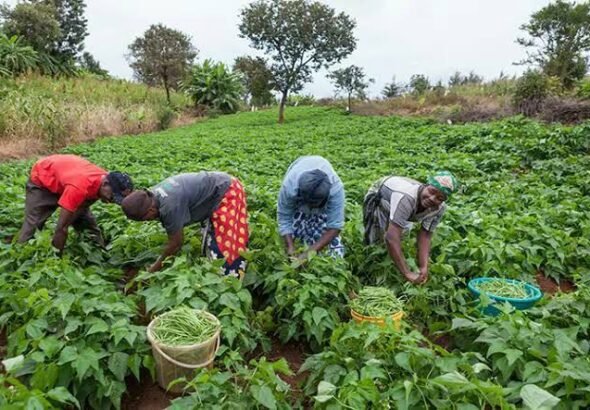 Farmers display agricultural produce and equipment during a World Food Day event in Ogun State.