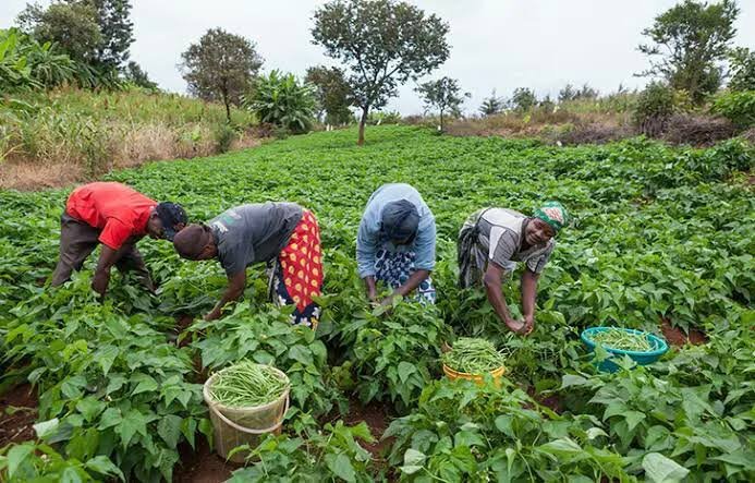 Farmers display agricultural produce and equipment during a World Food Day event in Ogun State.